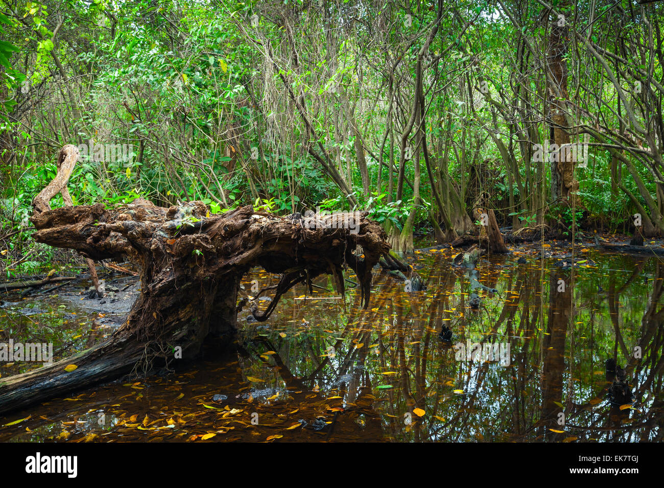 Wild scura foresta tropicale paesaggio con alberi di mangrovie e piante che crescono in acqua Foto Stock