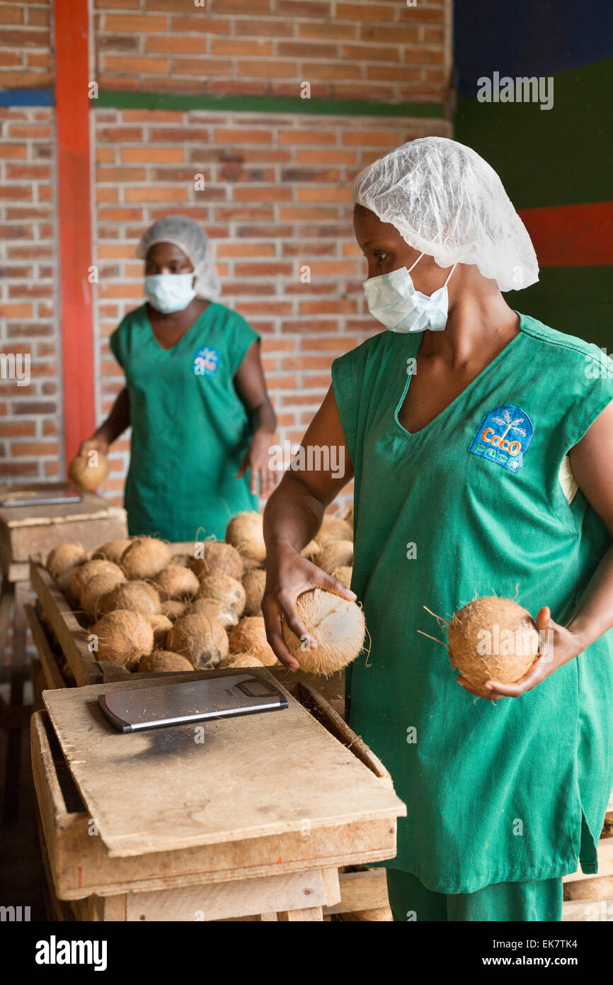 Il commercio equo e solidale di coltivatore di cocco / processore di Grand Bassam, Costa d Avorio, Africa occidentale Foto Stock