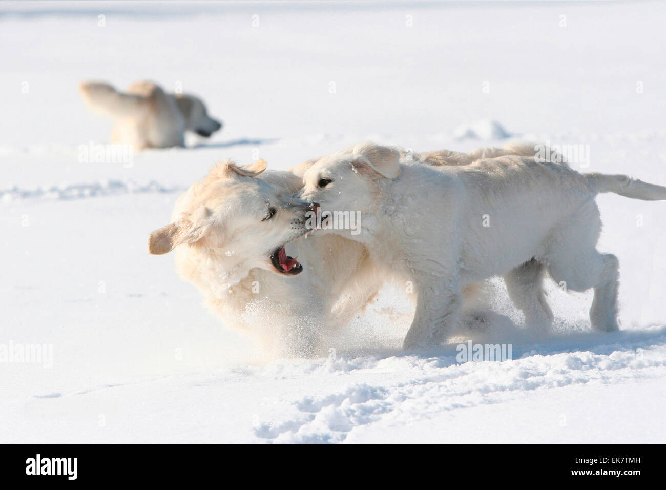 Il Golden Retriever adulti bambini neve il cane anziano ammonire il giovane Germania Foto Stock