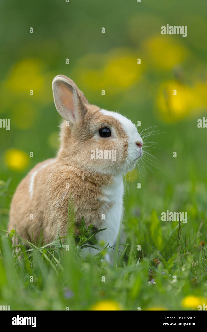 Coniglio nano olandese. Giovane in un prato fiorito Germania Foto Stock