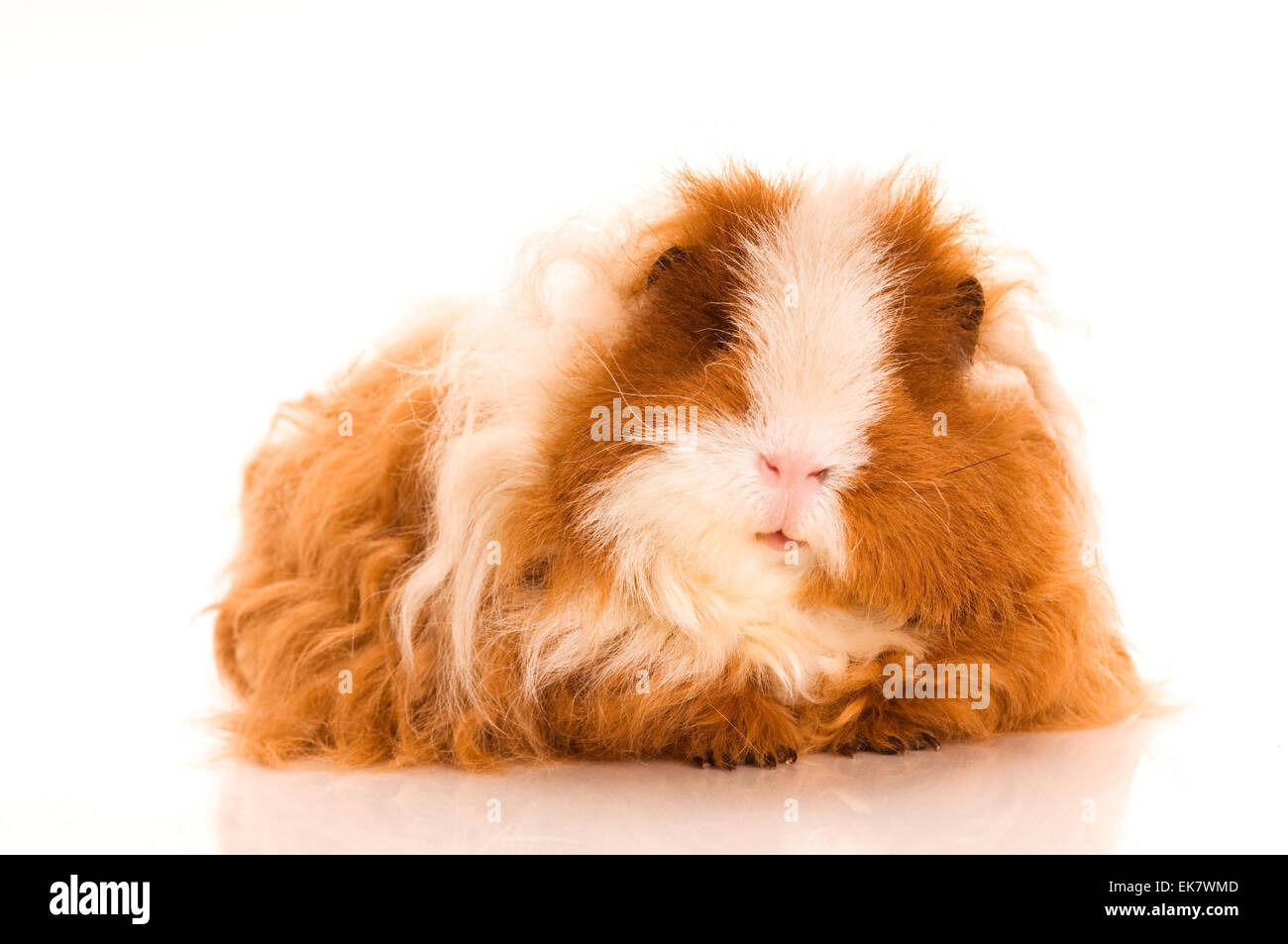 Capelli lunghi cavia Foto Stock