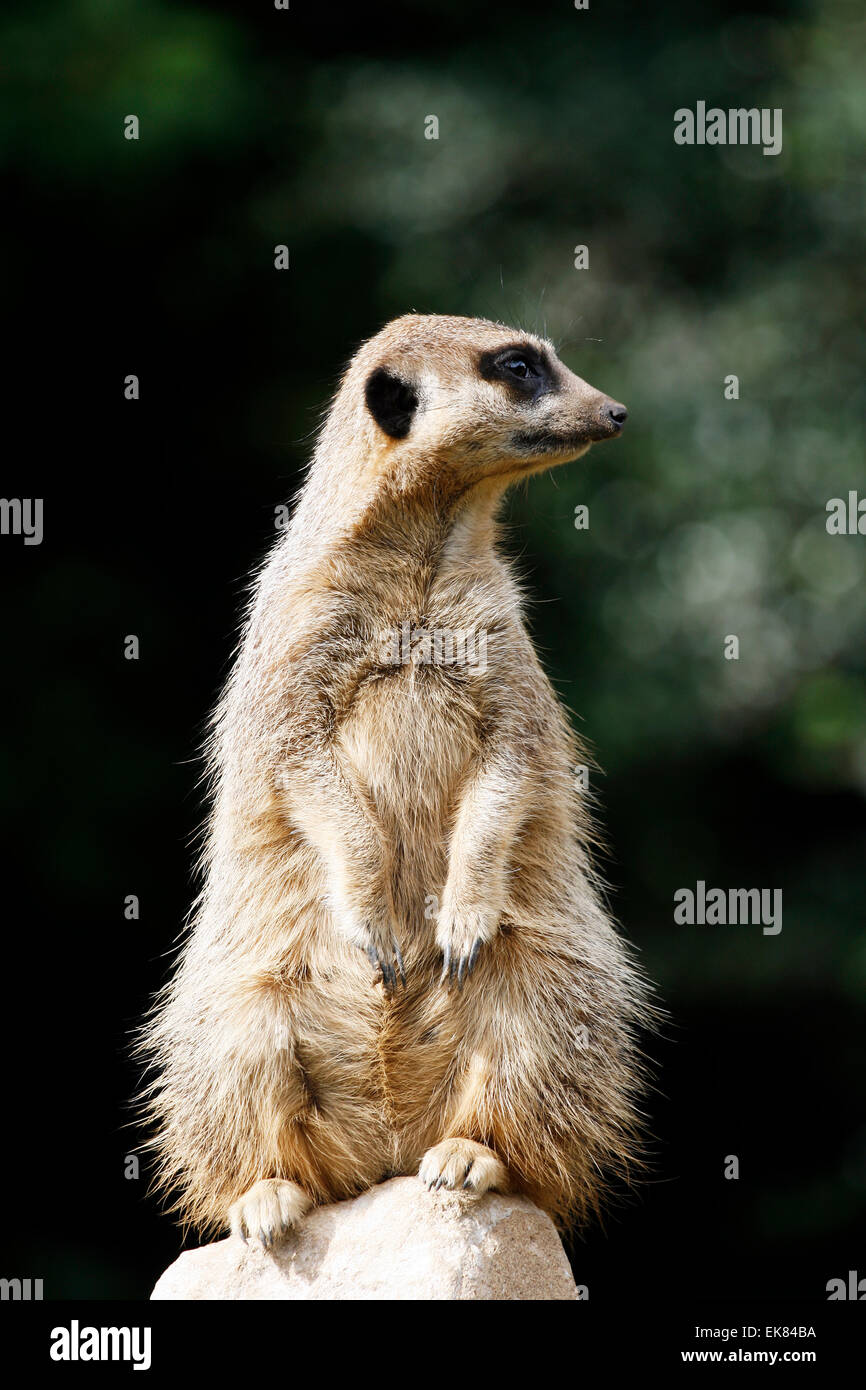 Meerkat guardando a destra Foto Stock