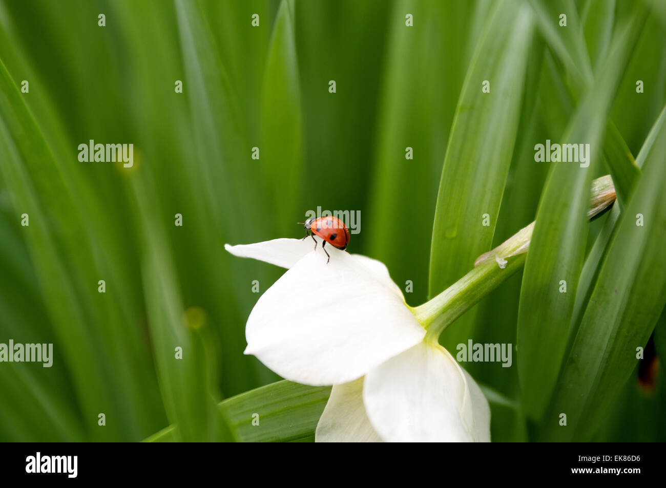 Coccinella sul bellissimo fiore di narciso Foto Stock