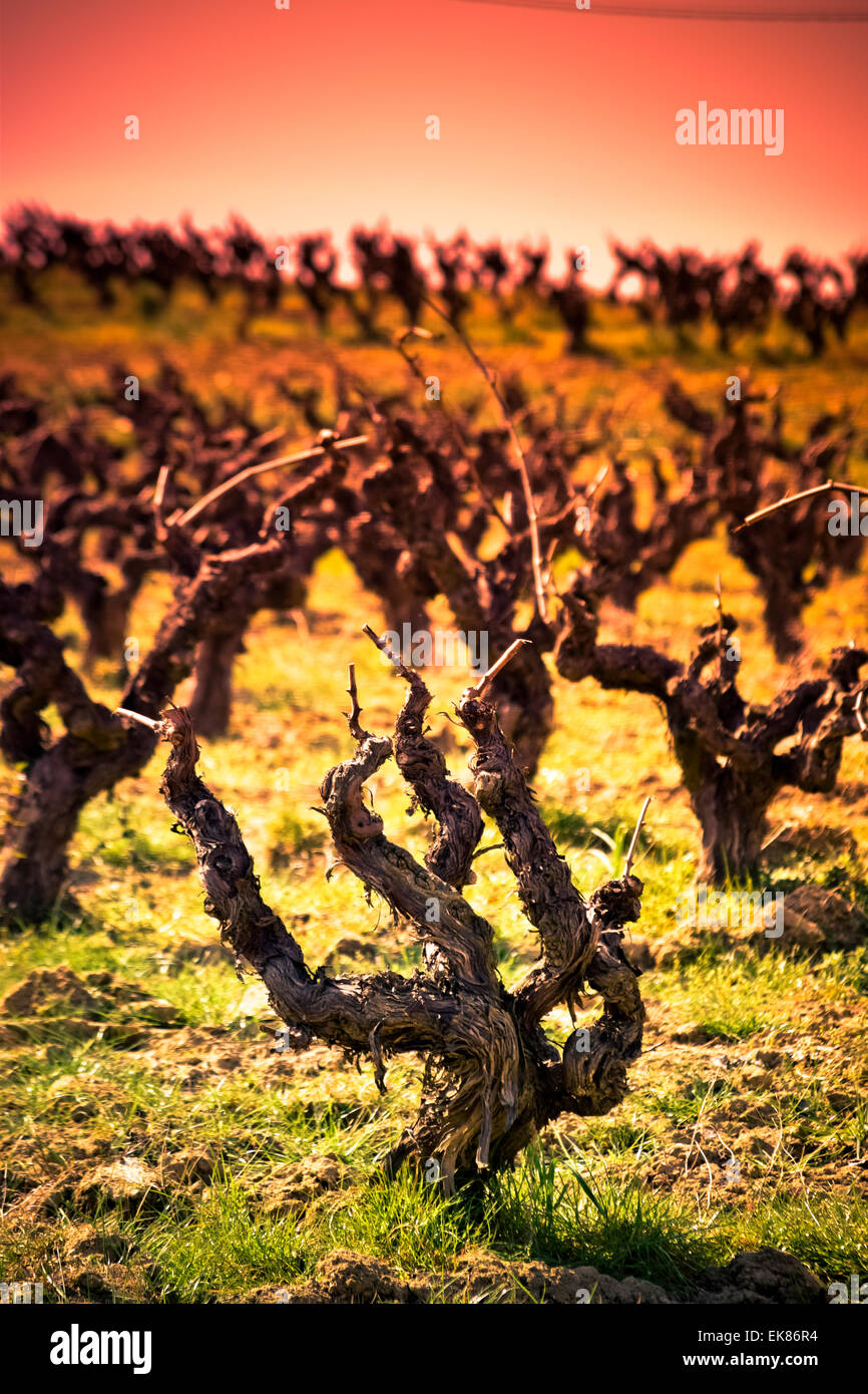 Vigneto. Alt Penedes, Catalogna, Spagna. Foto Stock