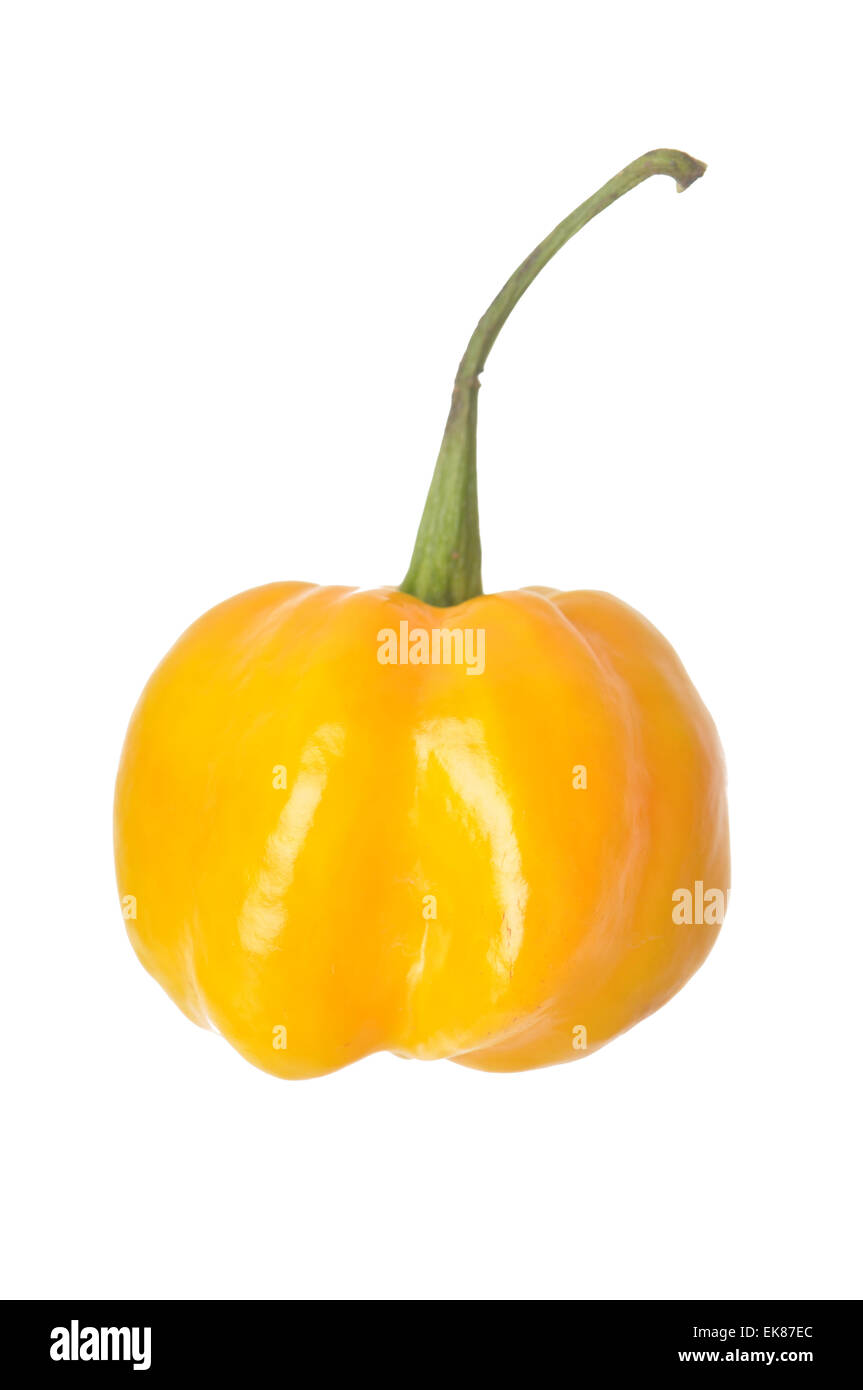 Isolato Scotch Bonet pepe Foto Stock