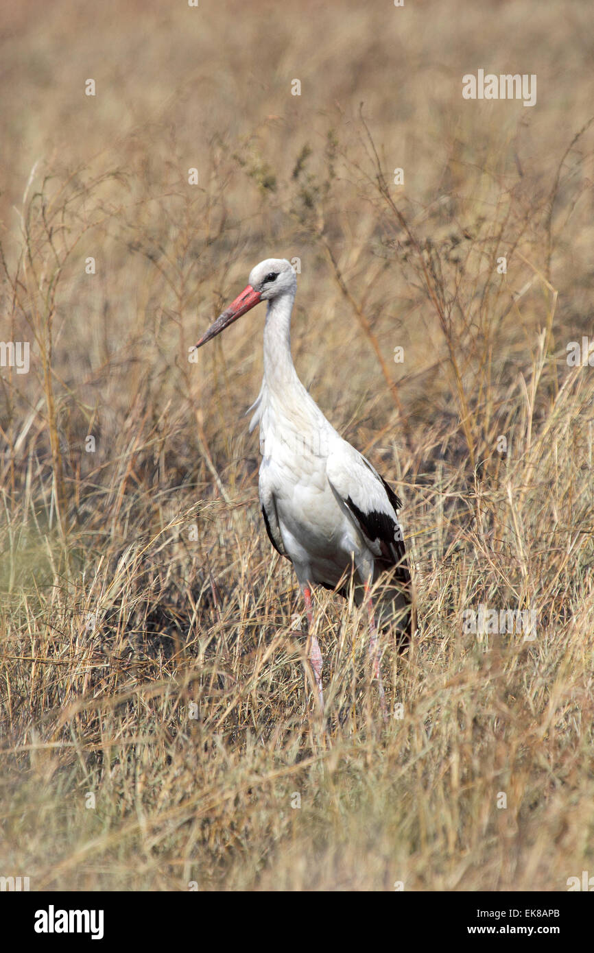 Una cicogna bianca, Ciconia ciconia, nell'erba della savana nel Parco Nazionale del Serengeti, Tanzania. Questo grande uccello migrante inverno Foto Stock