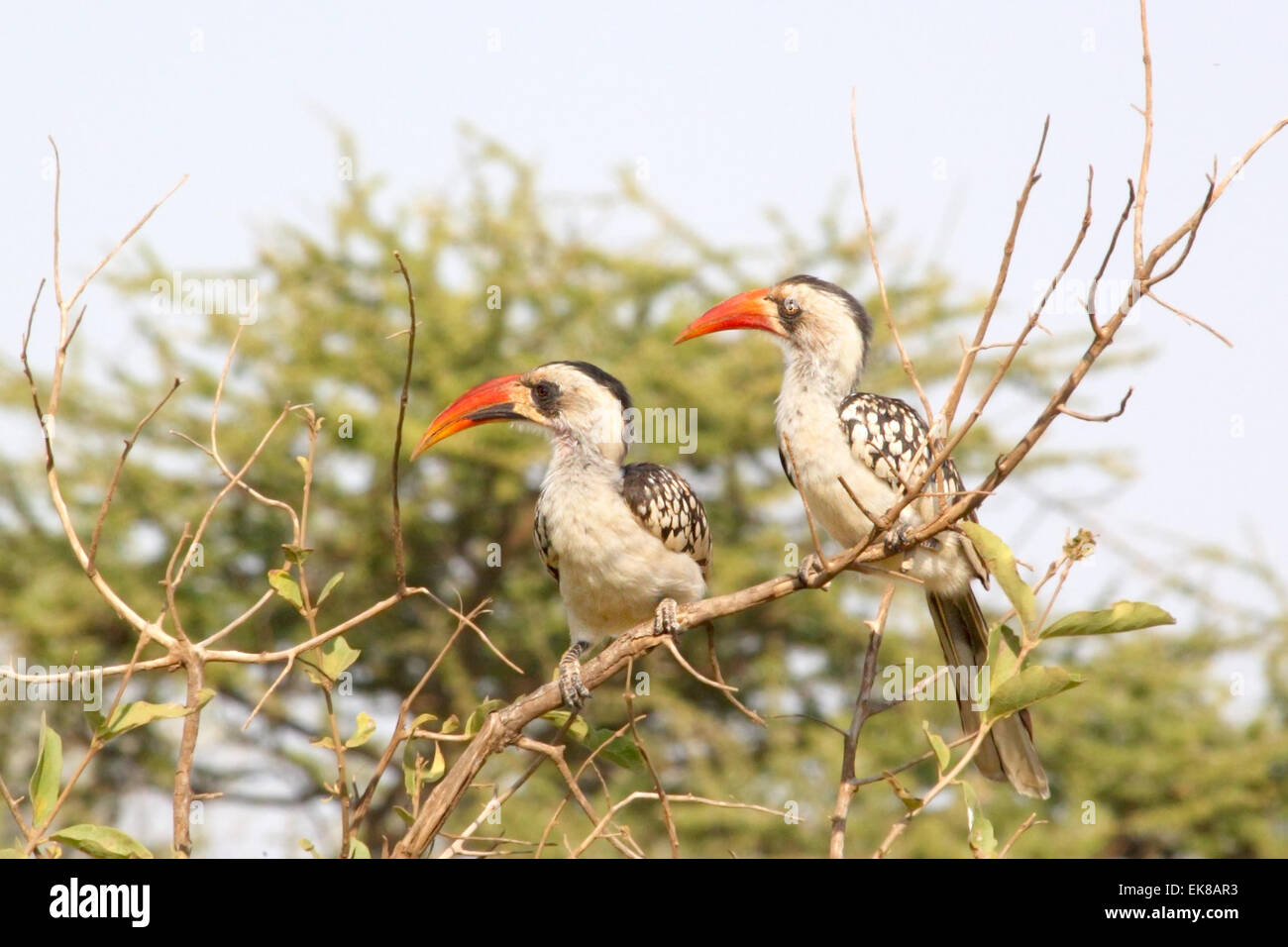 Paio di Rosso tanzaniano fatturati Hornbills, Tockus ruahae, appollaiato su un ramo nel Parco Nazionale del Serengeti, Tanzania Foto Stock