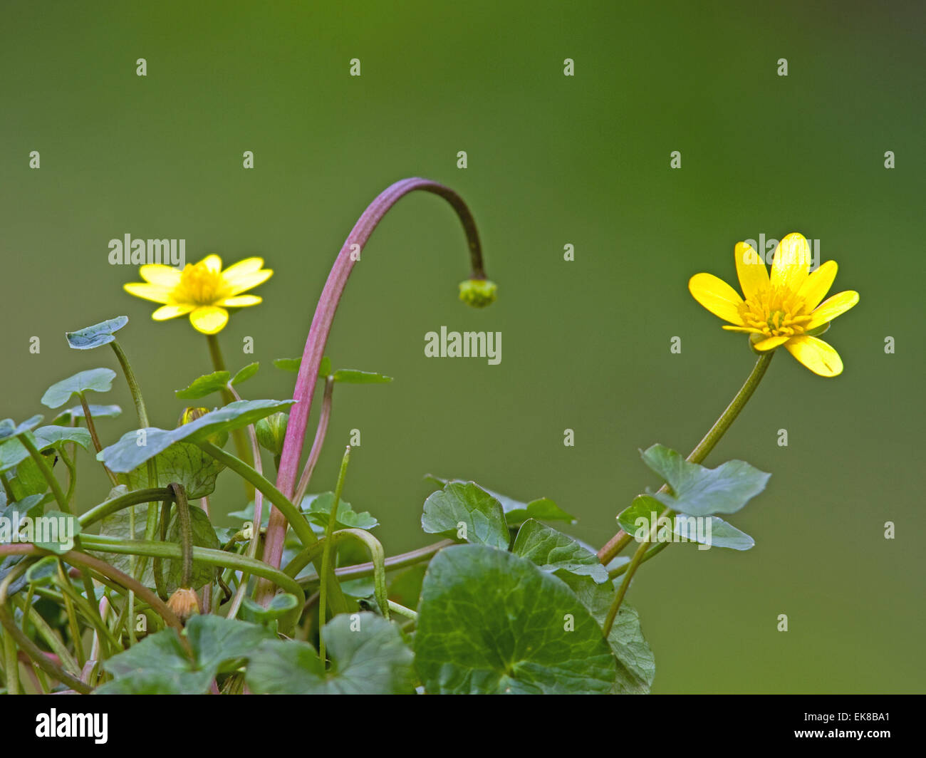 Lesser celandine Ranunculus ficaria durante l inizio della primavera Foto Stock