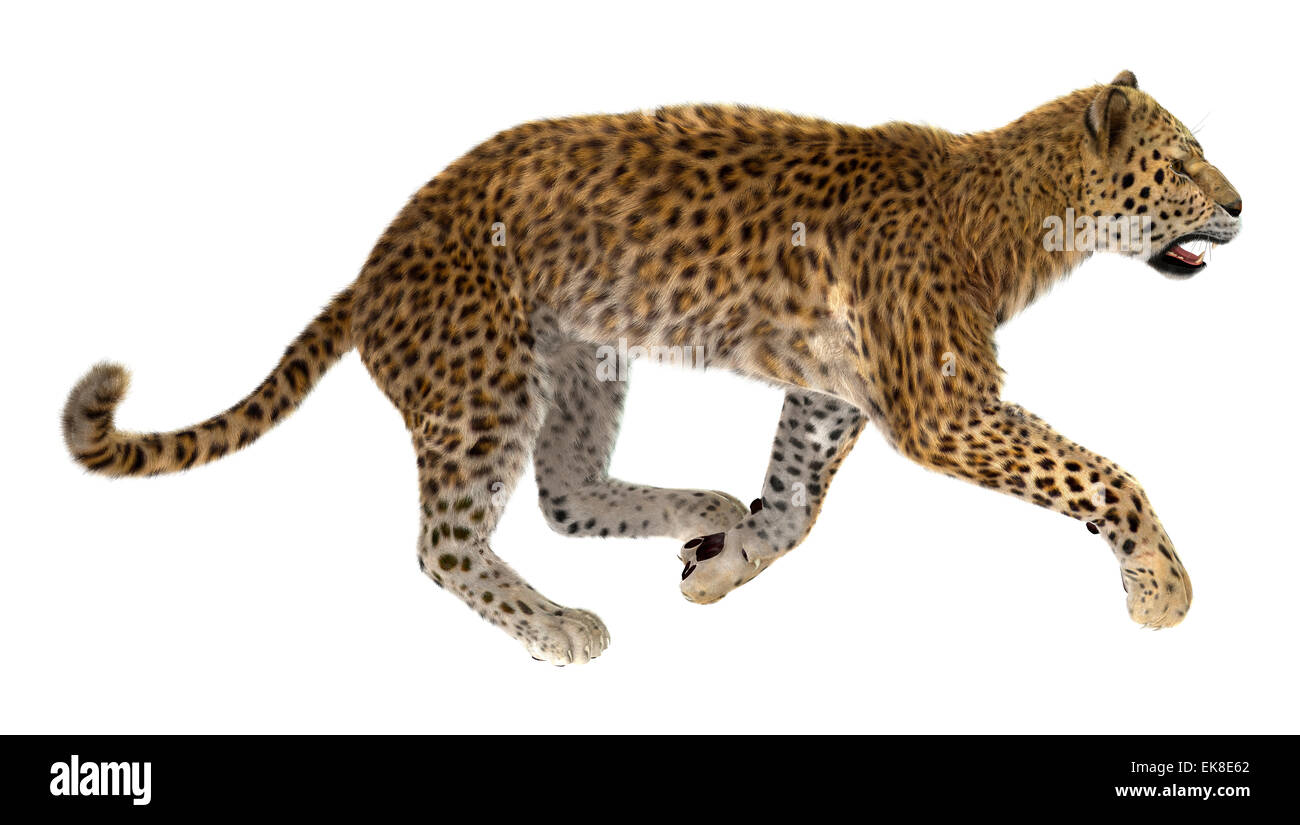 3D render digitale di un esegue Leopard isolati su sfondo bianco Foto Stock