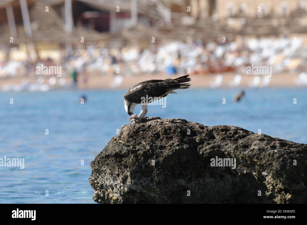 Osprey a leggere mare costa della penisola del Sinai Foto Stock