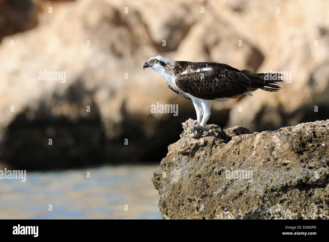 Osprey a leggere mare costa della penisola del Sinai Foto Stock