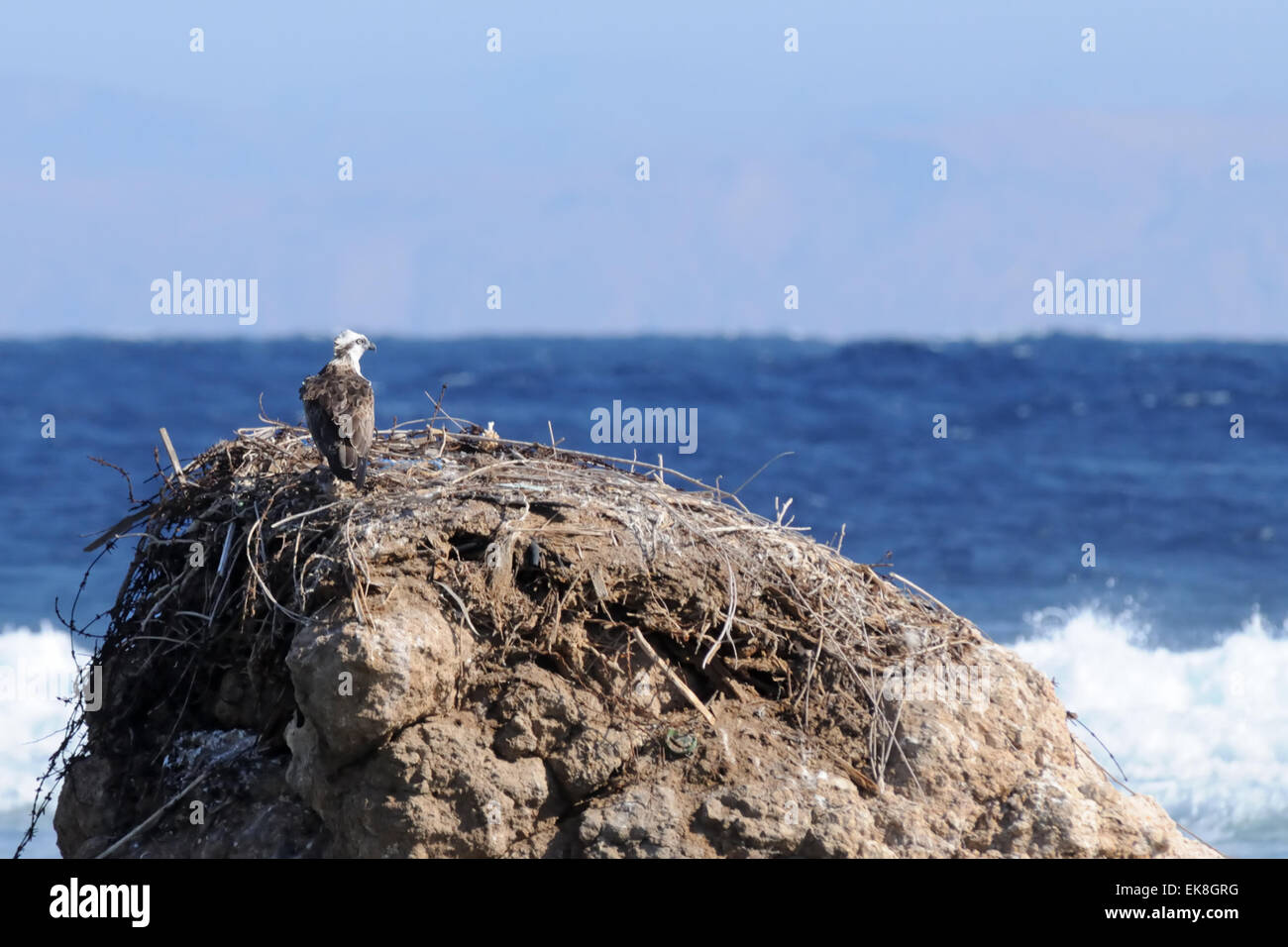 Osprey a leggere mare costa della penisola del Sinai Foto Stock