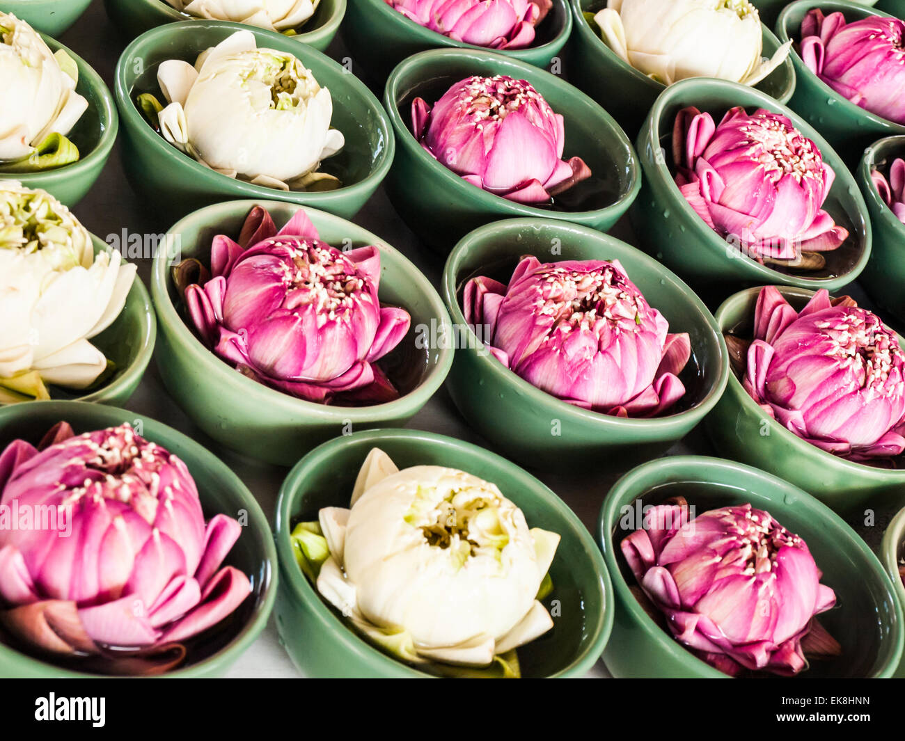 Tailandese tradizionale piegato bianco e rosa lotus nel verde di piccole ciotole in ceramica per rendere omaggio alla divinità Indù Foto Stock