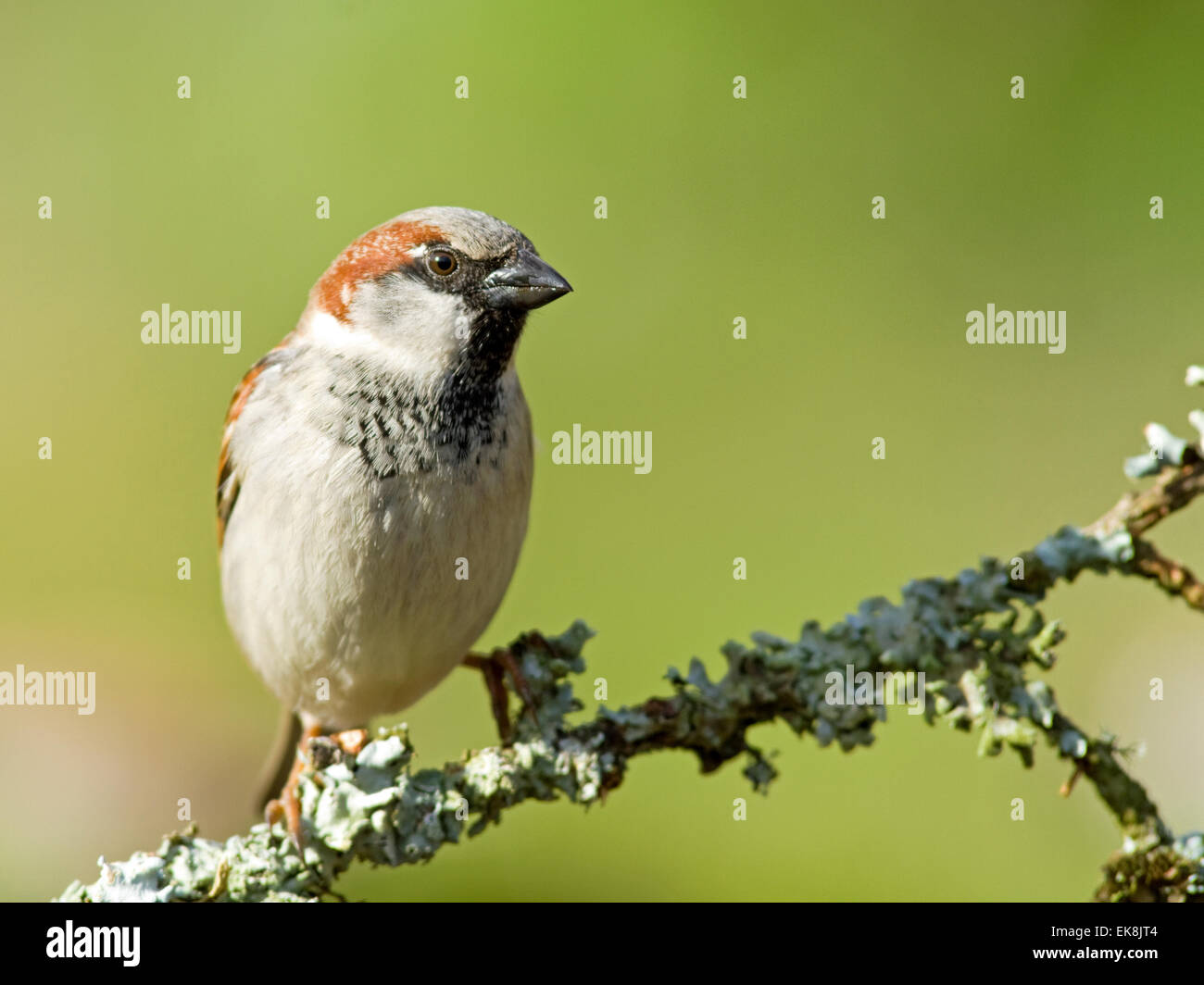 Casa passero Passer domesticus,appollaiato su un lichen coperto il ramo di larice Foto Stock