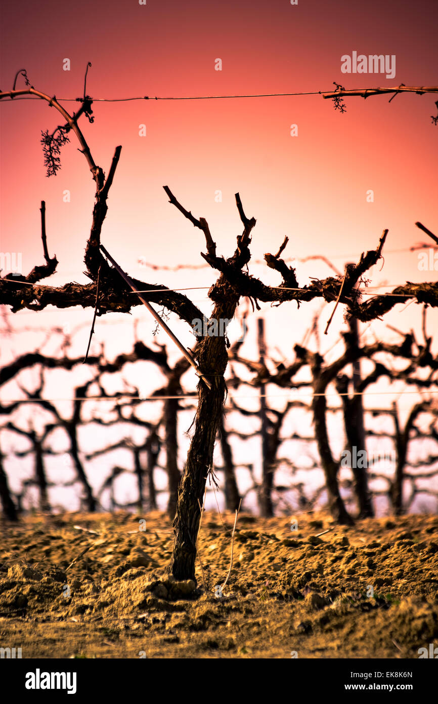 Vigneto. Alt Penedes, Catalogna, Spagna. Foto Stock