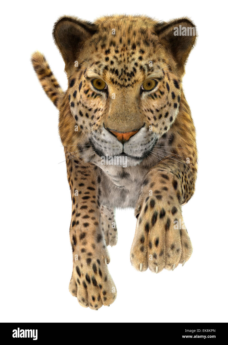 3D render digitale di un esegue Leopard isolati su sfondo bianco Foto Stock