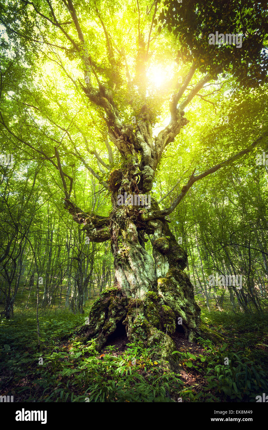 Albero magico. Splendido sole primaverile nella foresta (Crimea) Foto Stock