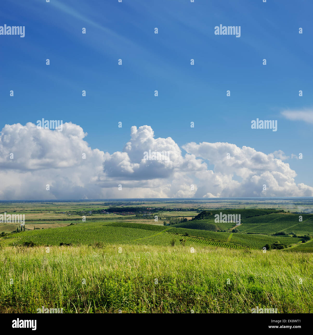 Vista della vigna. Ucraina, Trans-Carpazi Foto Stock