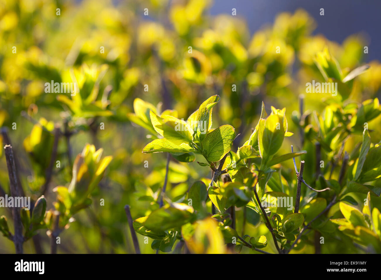 Molla di giovani fogliame di un sole inzuppato Foto Stock