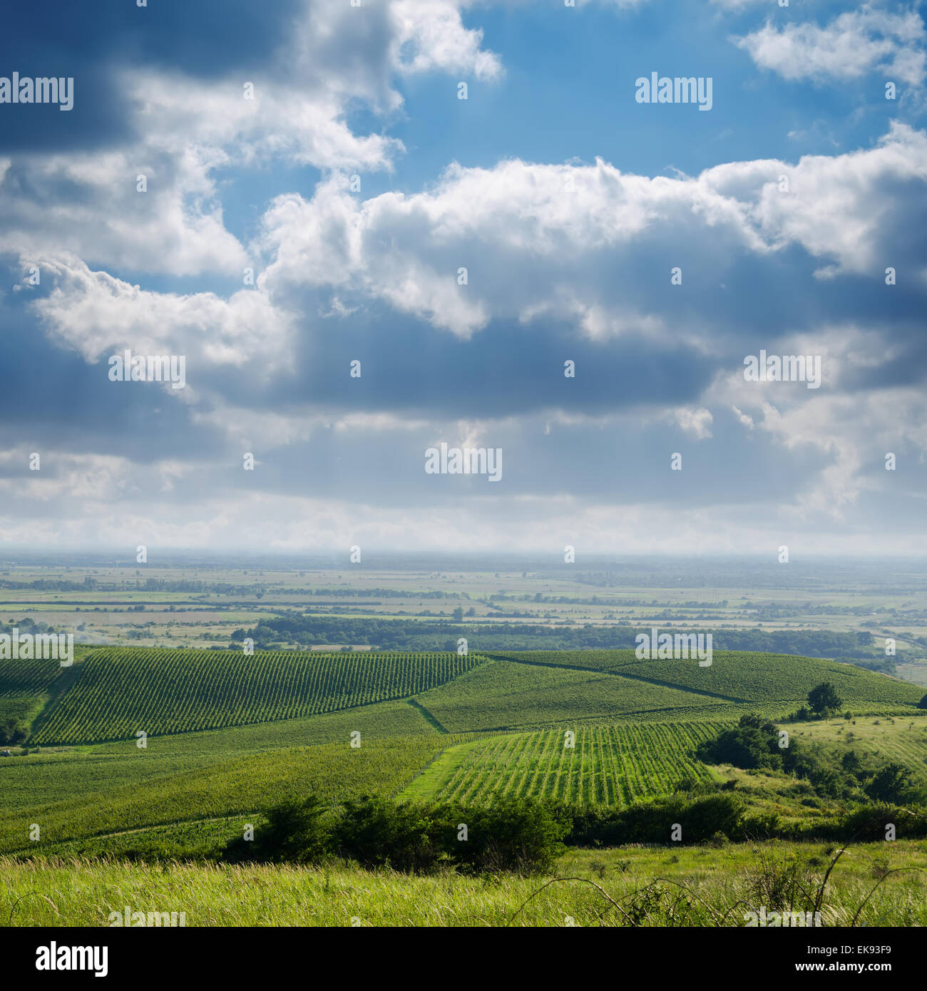 Vista della vigna Foto Stock