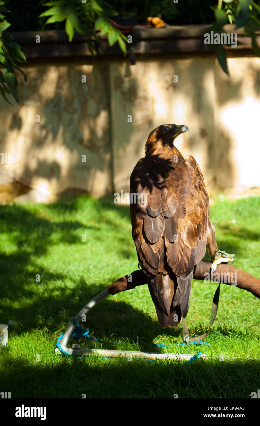 Eagle su uno sfondo di erba verde Foto Stock