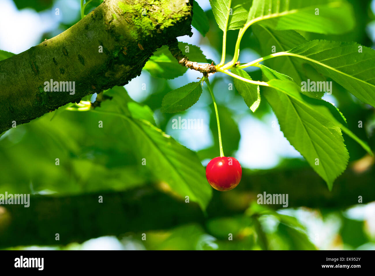 La ciliegia sulla struttura ad albero Foto Stock