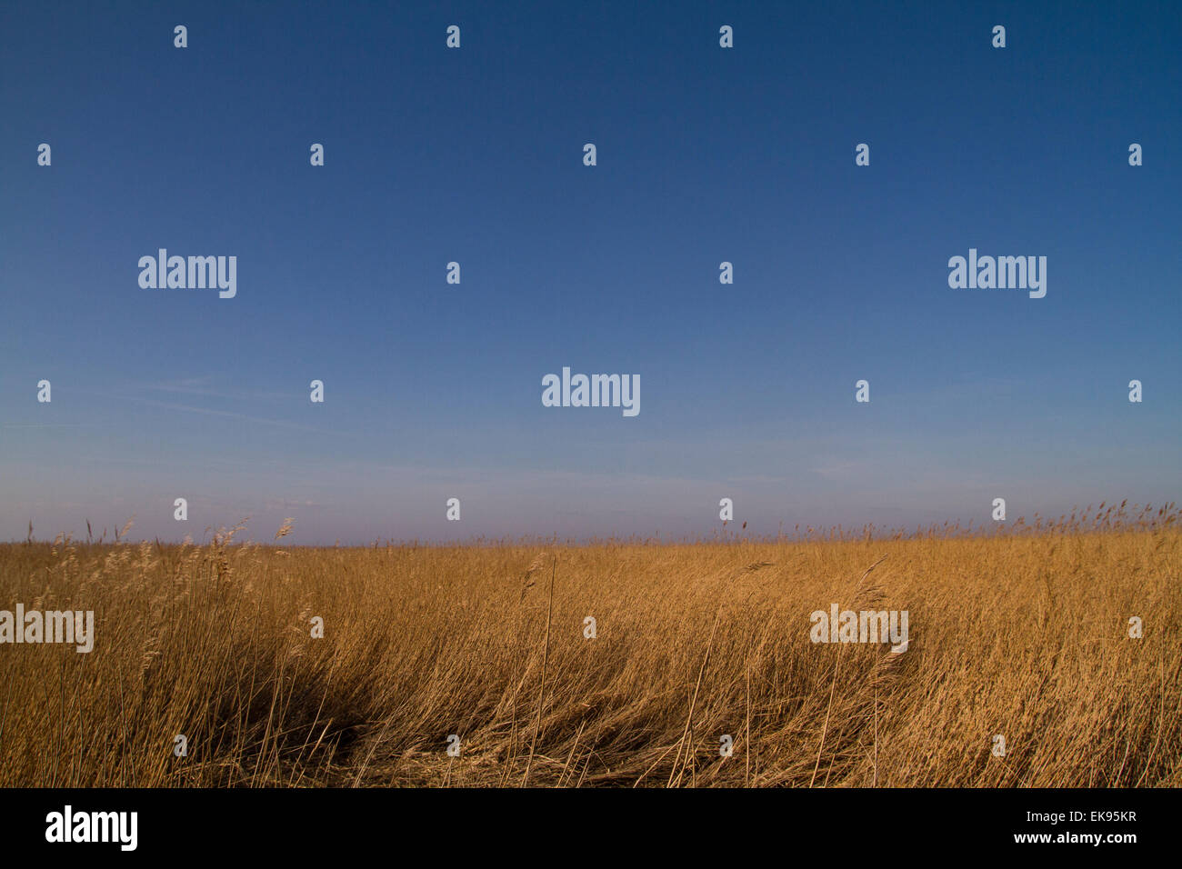 Erba lunga a Steart paludi in Bridgwater Somerset Foto Stock