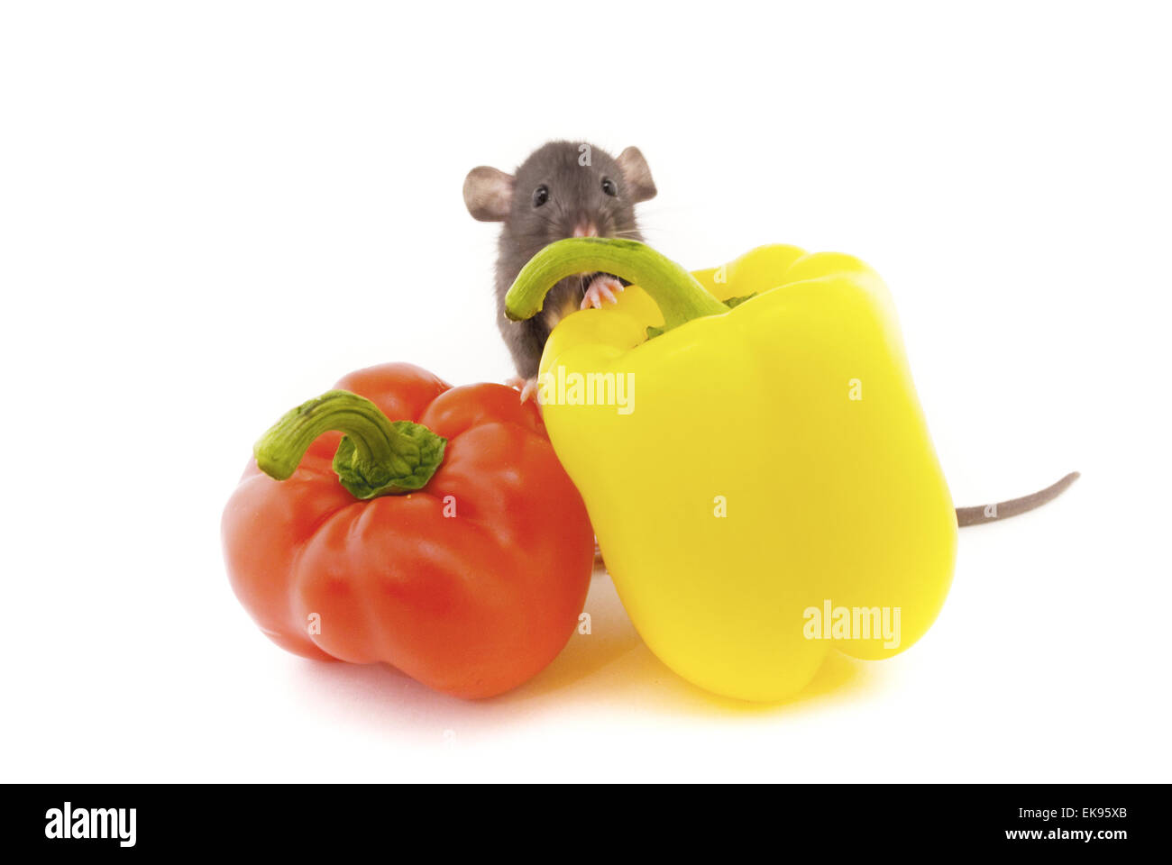 Ratto domestico e pepe isolato su bianco Foto Stock