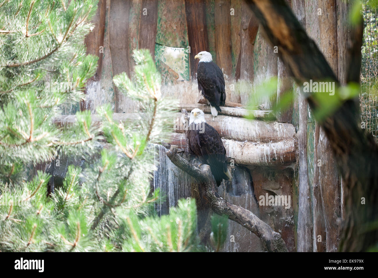Bianco-eagle seduto su un ramo Foto Stock