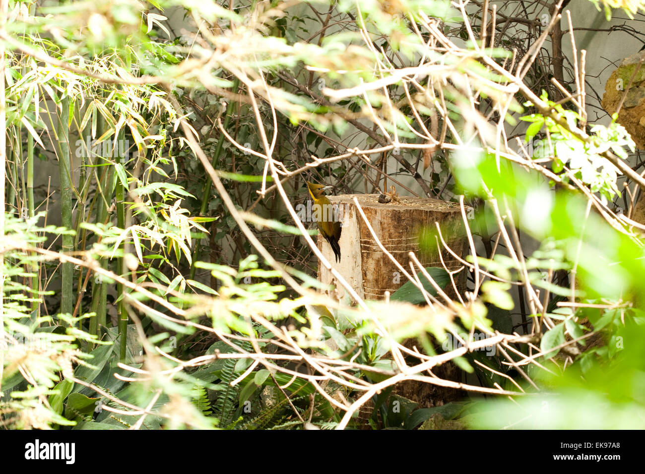 Picchio rosso maggiore nella boccola Foto Stock