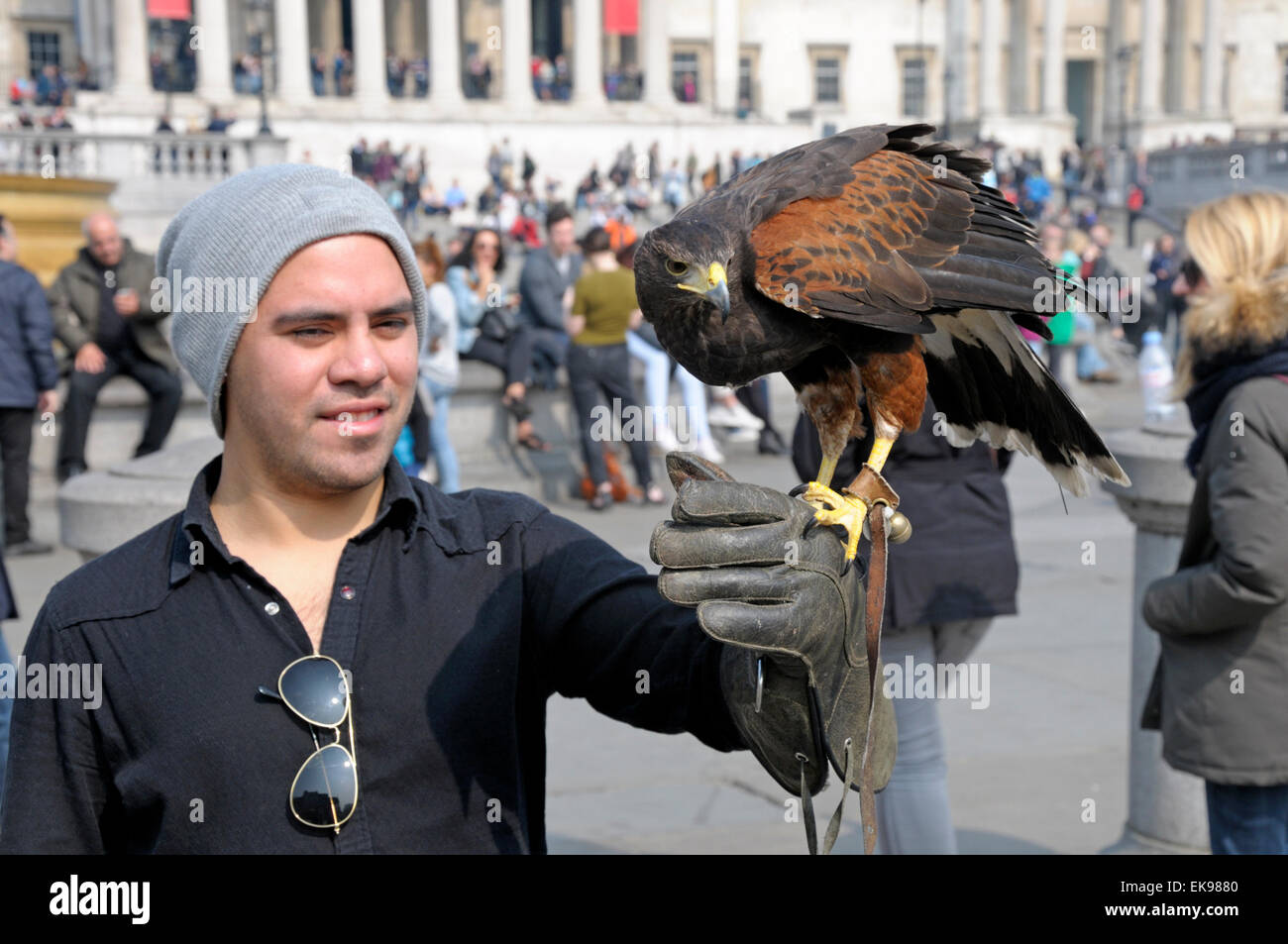 Londra, Regno Unito. 8 aprile 2015. Un falco di Harris, usato per controllare i piccioni in Trafalgar Square, è mostrato al pubblico durante le vacanze di pasqua Foto Stock