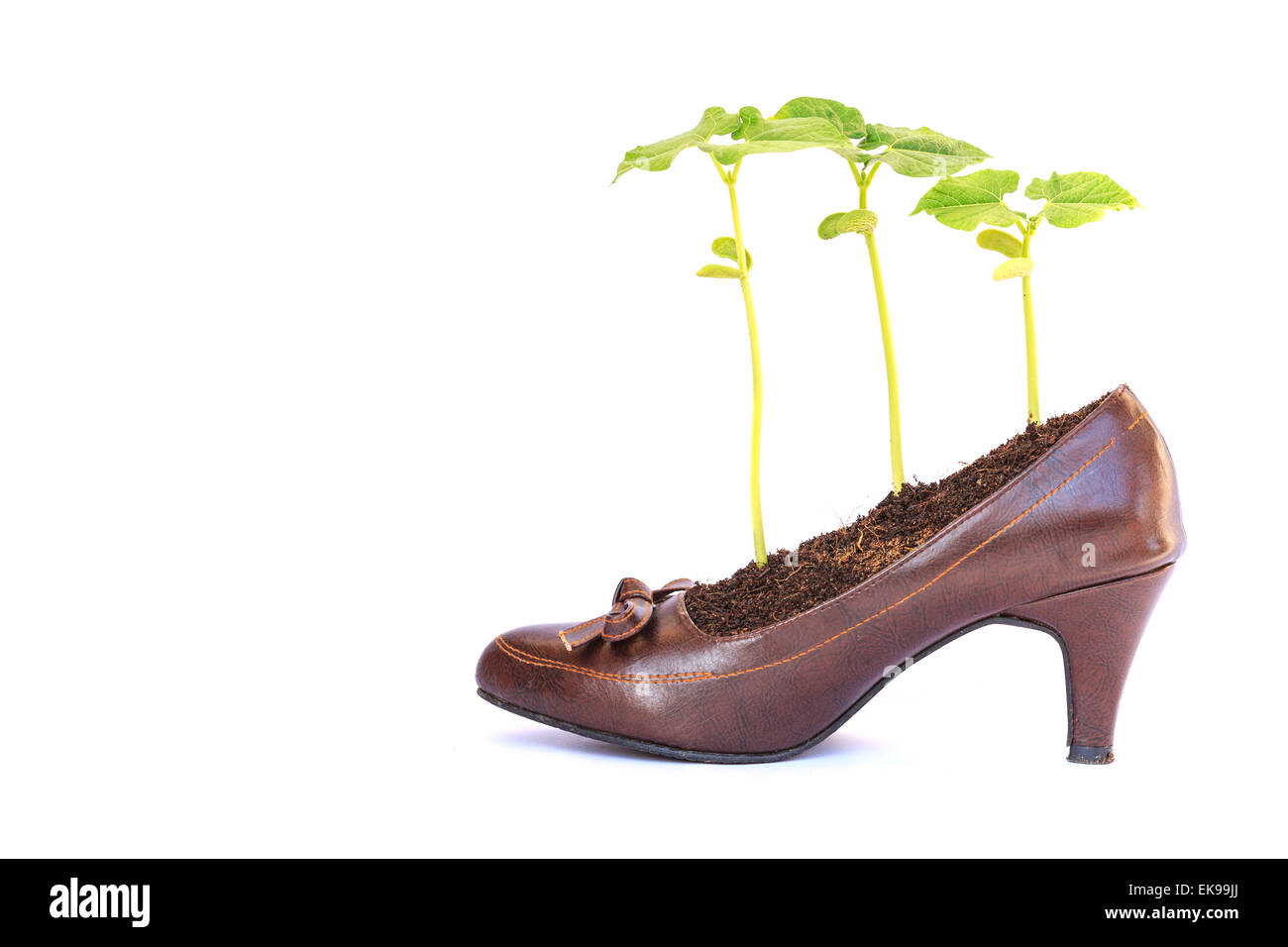 I giovani per la crescita di piante in lady scarpa, concetto di riciclo Foto Stock