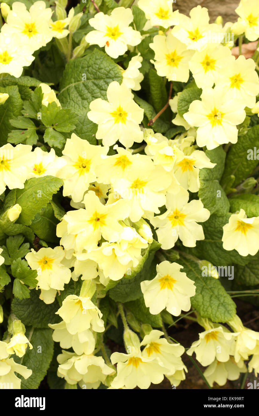 Inglese Primrose giallo primula giardino primavera pianta flowering marzo Inghilterra UK Primula vulgaris Foto Stock