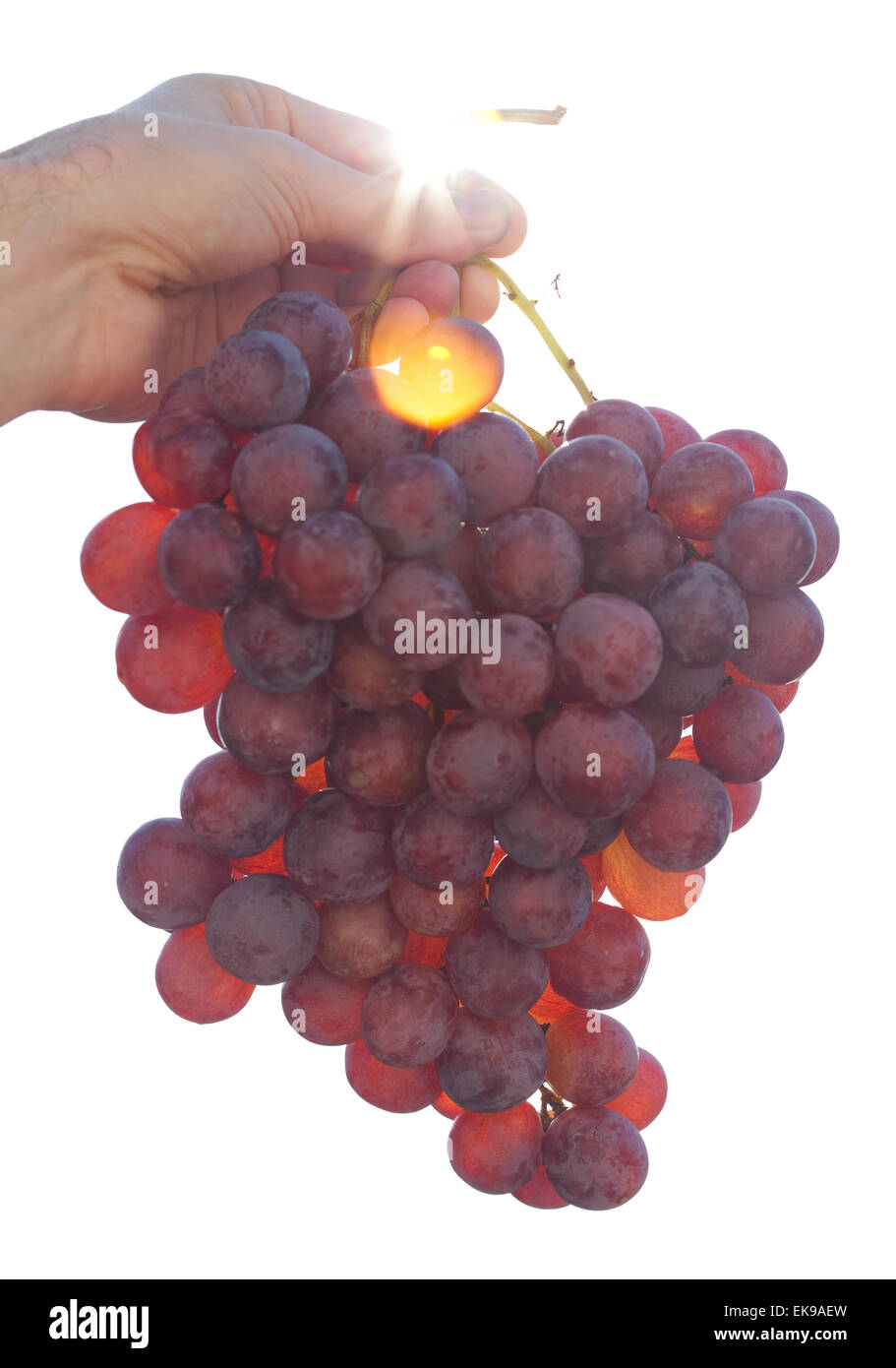 Grappolo di uva sulla soleggiata sfondo cielo Foto Stock