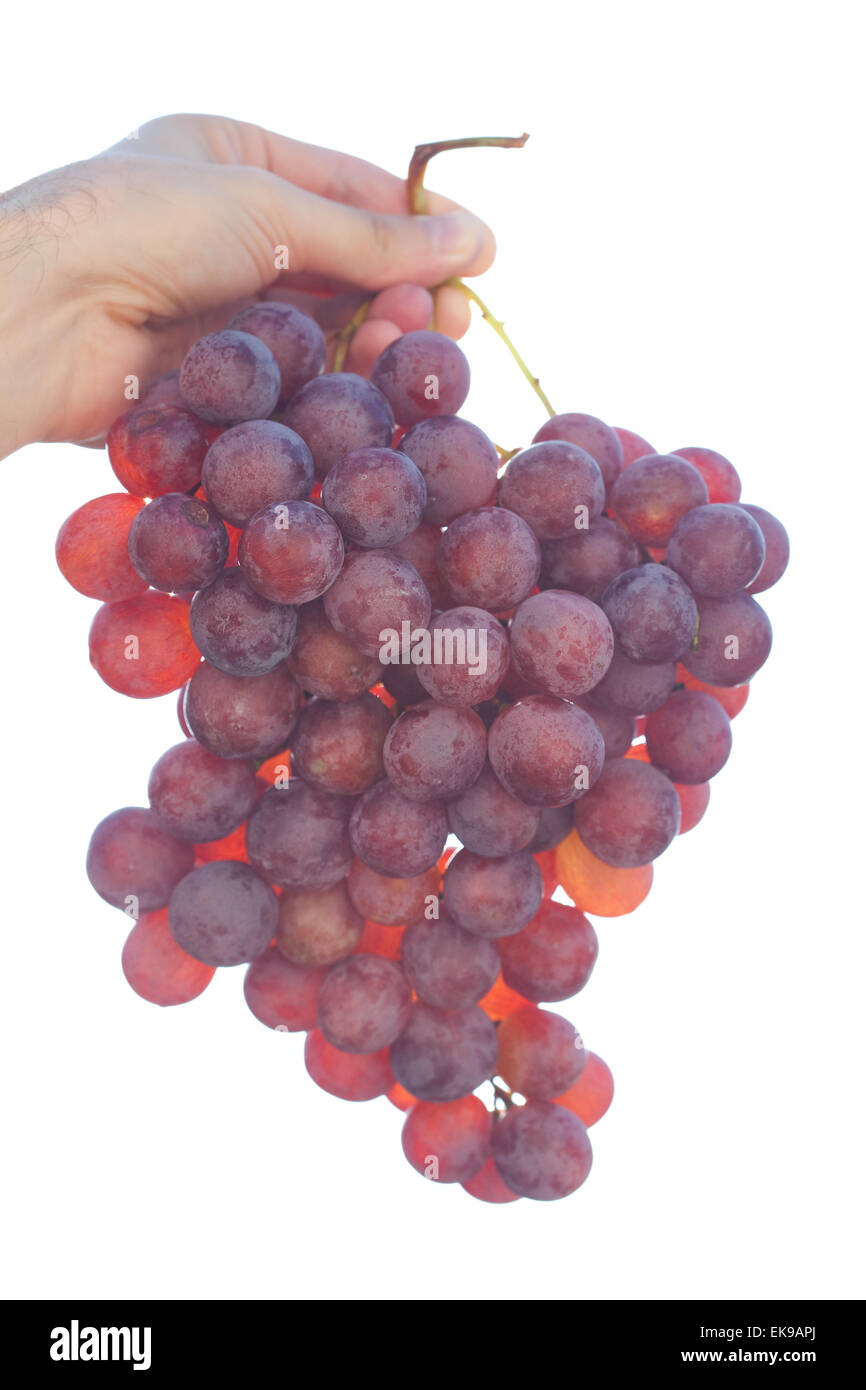 Grappolo di uva sulla soleggiata sfondo cielo Foto Stock