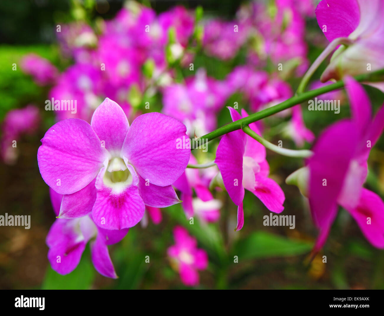 Bella colorata fioritura di orchidee Foto Stock