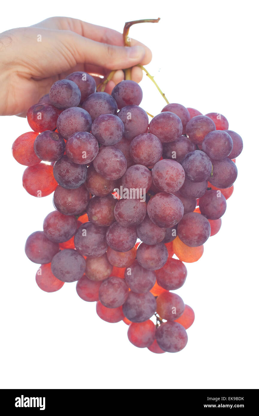 Grappolo di uva sulla soleggiata sfondo cielo Foto Stock