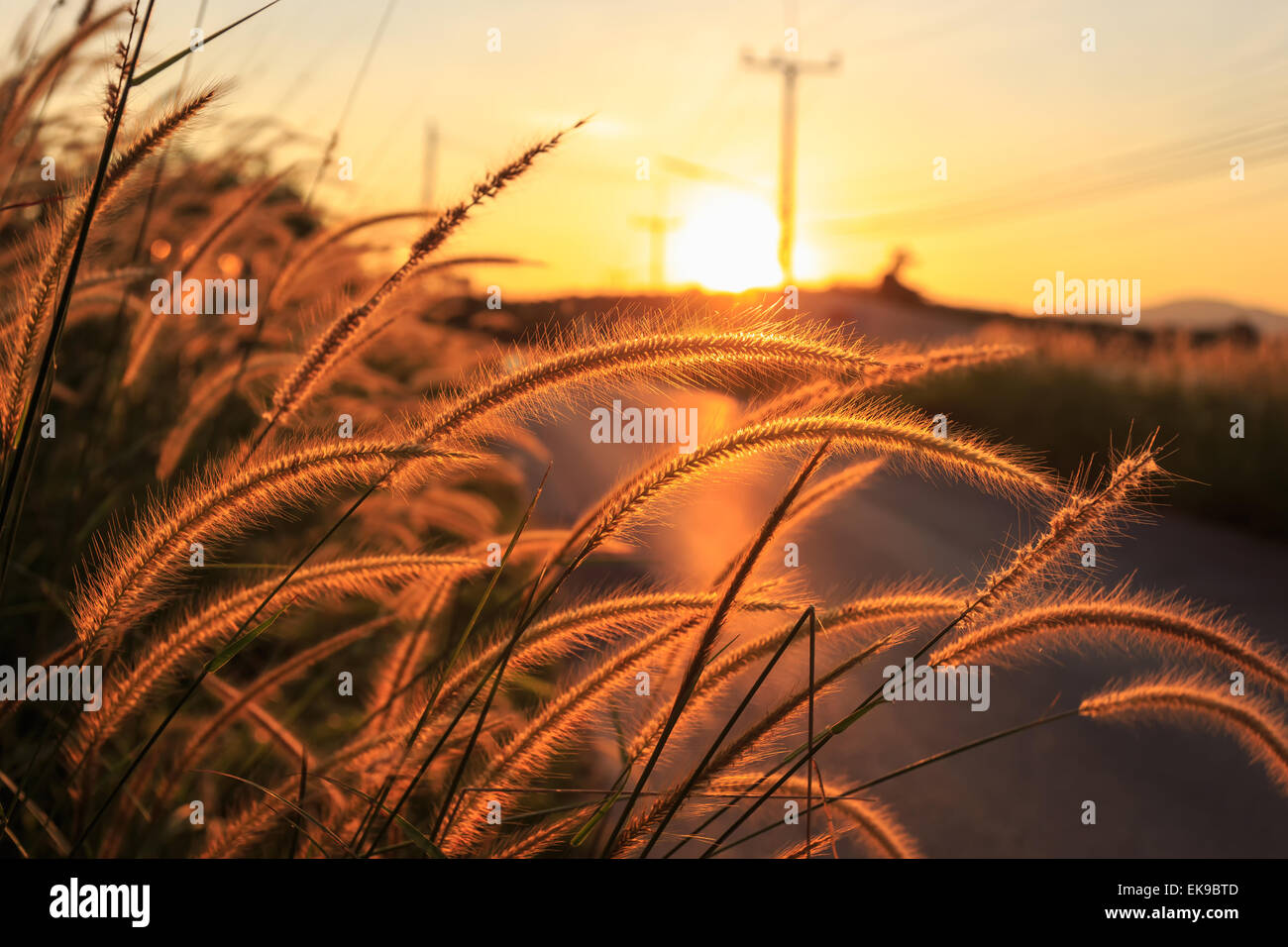 Erba selvatica di fianco alla strada al tramonto sullo sfondo Foto Stock