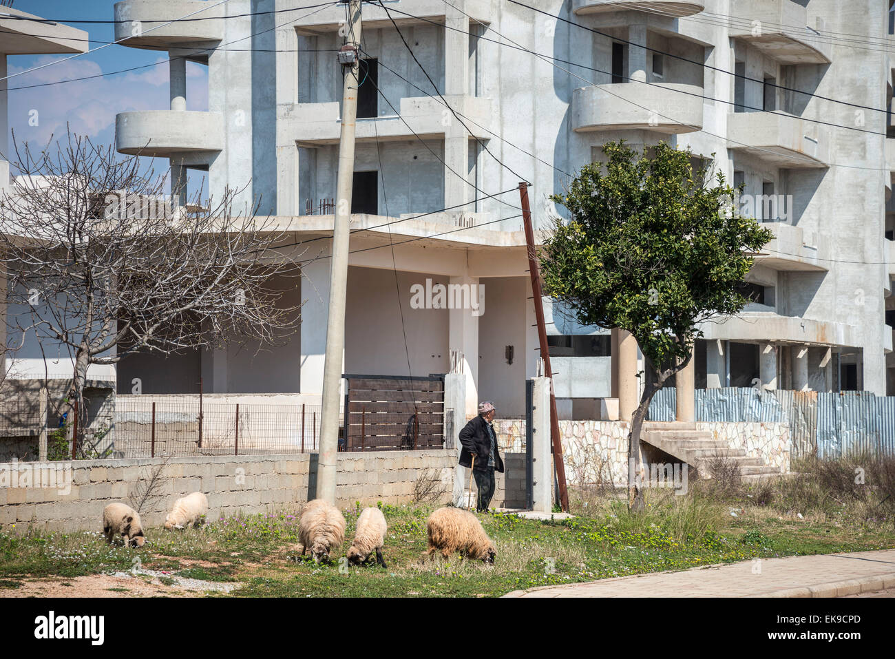 Pecore al pascolo lungo la strada in Ksamil nell'Albania meridionale. Foto Stock