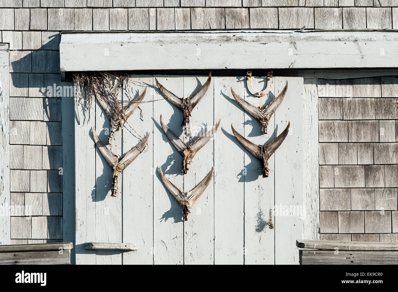 Capanna rustica con coda di pesce dispay sullo sportello, Cape Cod, Massachusetts, STATI UNITI D'AMERICA Foto Stock