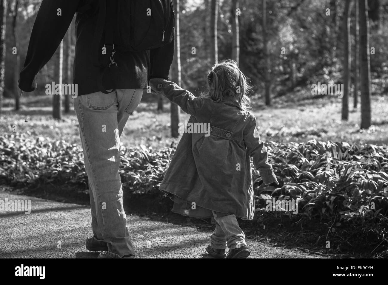 Papà e tre-anno-vecchio figlia camminare mano nella mano attraverso la foresta pezzata verso Mells Daffodil Festival, Somerset Foto Stock