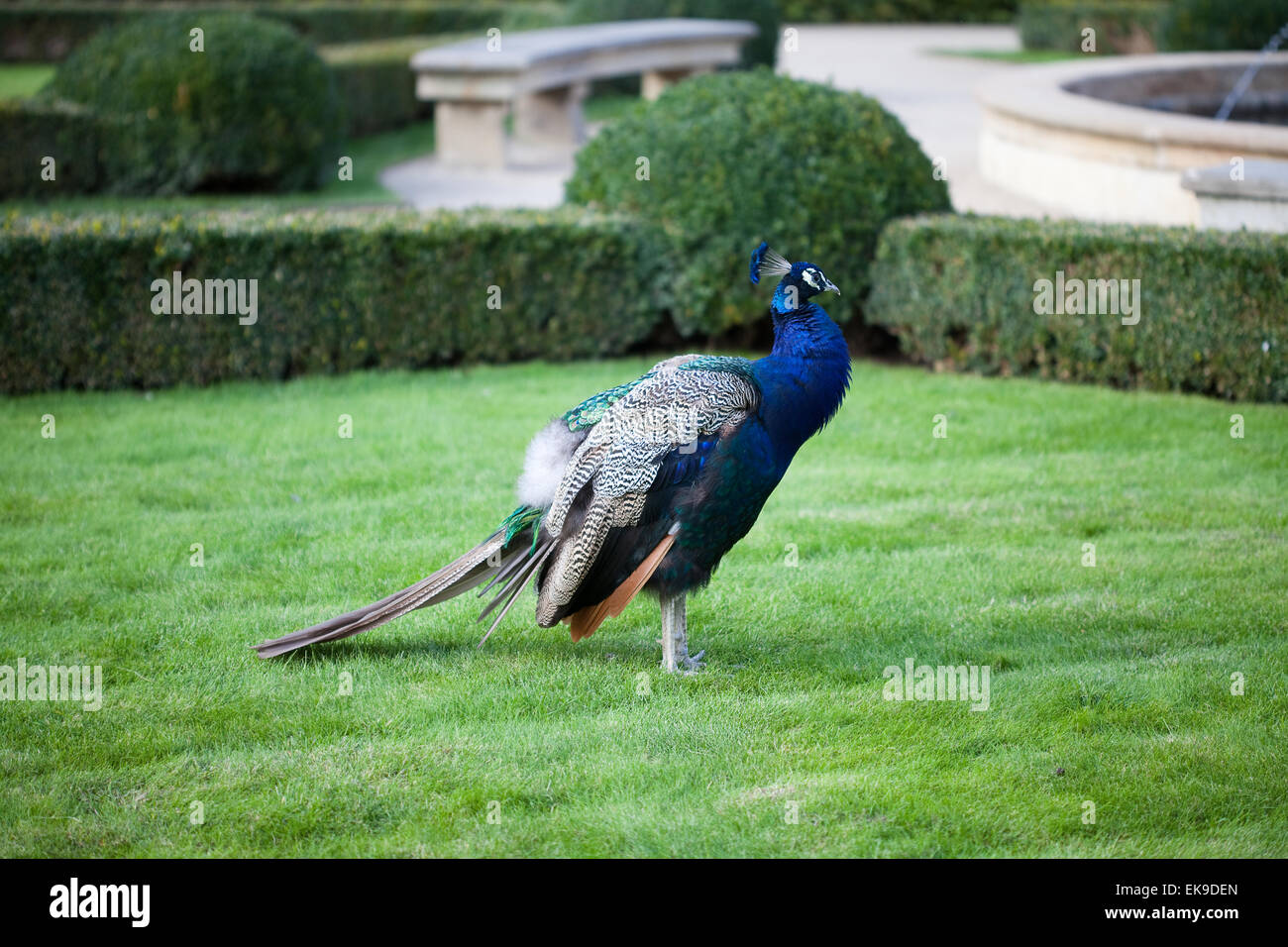 Pavoni camminare sull'erba verde nel parco Foto Stock