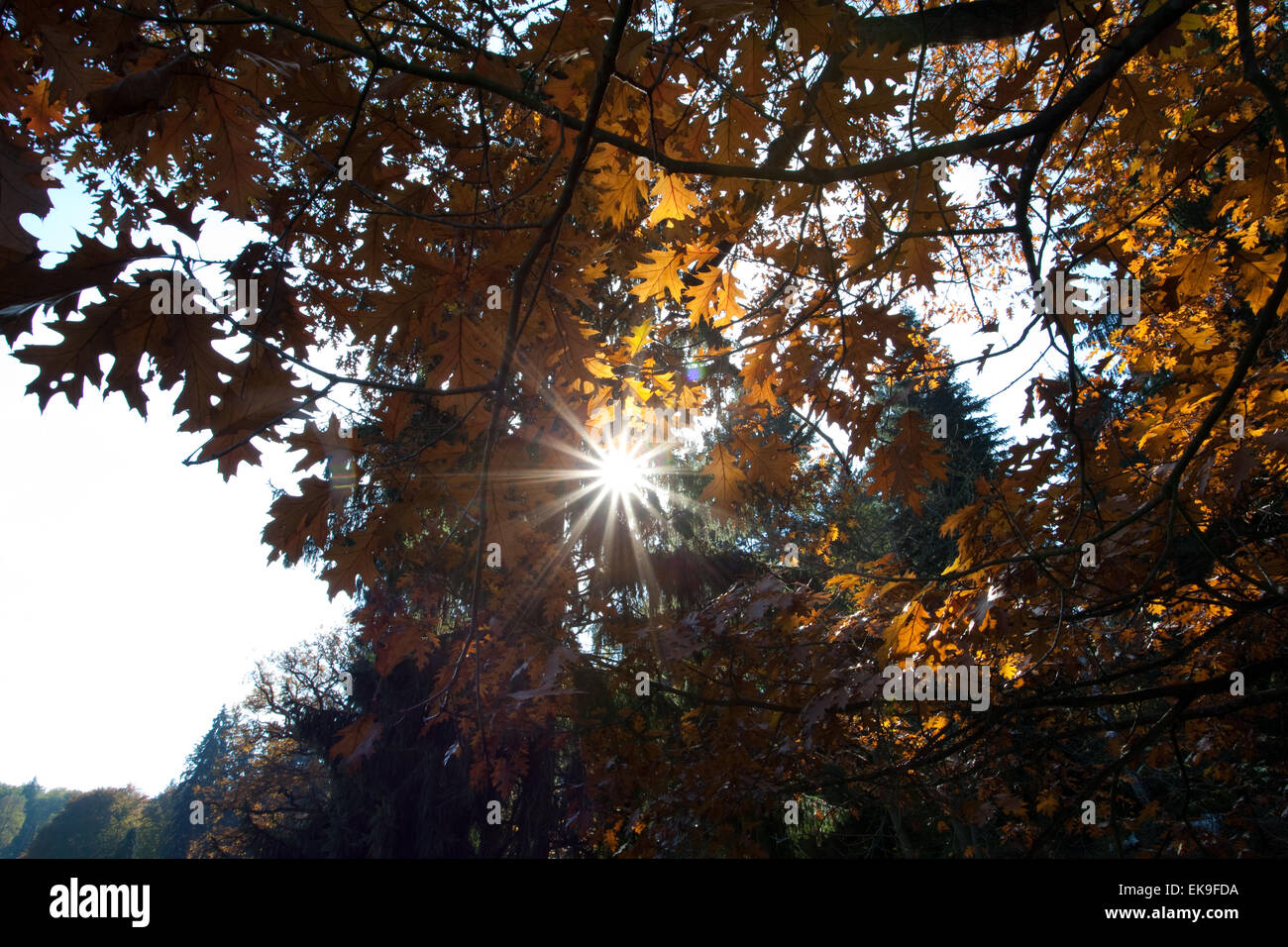Sun streaming attraverso la corona ad albero Foto Stock