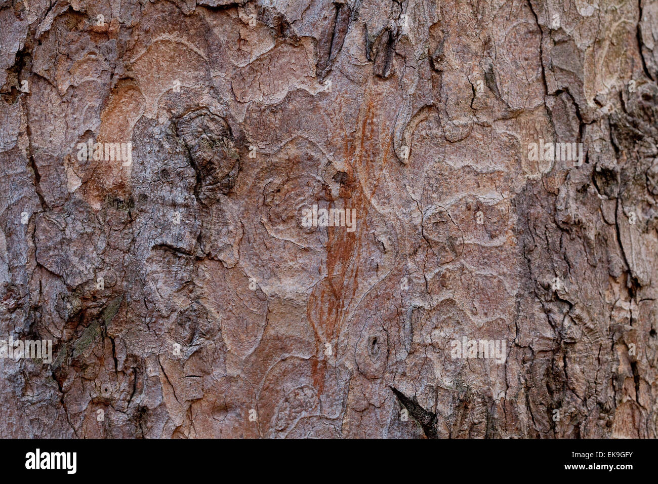 Sfondo dalla corteccia della quercia Foto Stock