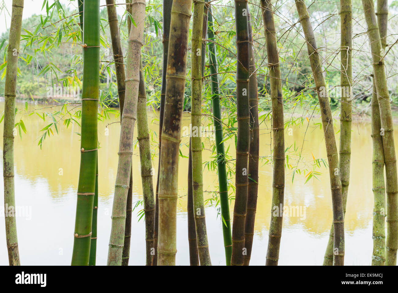 Gli alberi di bambù. Museo Morikami e giardini. Foto Stock