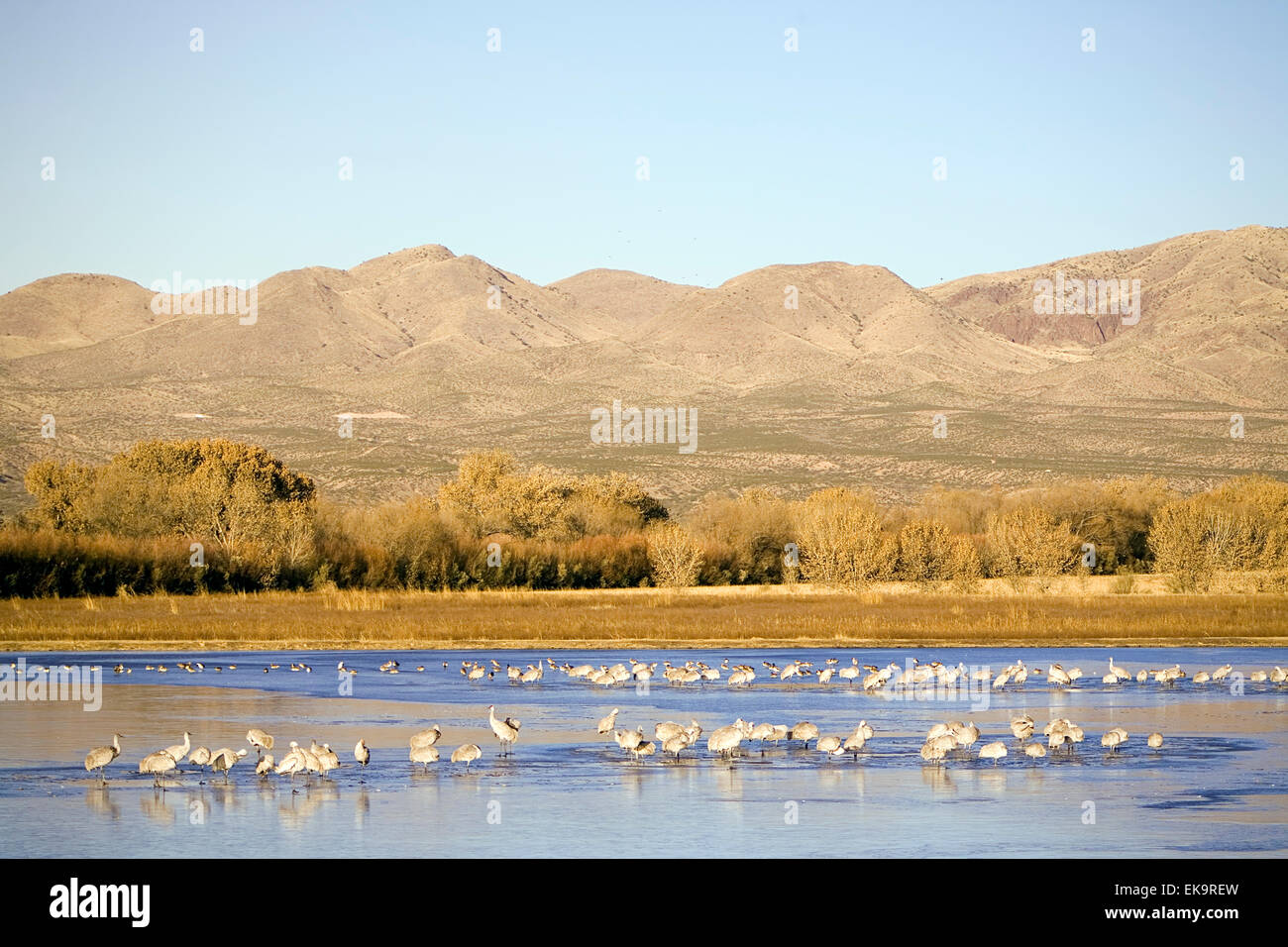 Sandhill gru a Bosque del Apache National Wildlife Refuge vicino a Socorro, Nuovo Messico, STATI UNITI D'AMERICA Foto Stock