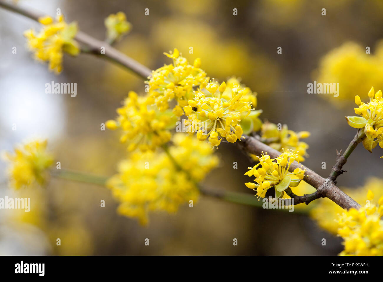Fioritura di fiori gialli sui rami di un albero Foto Stock