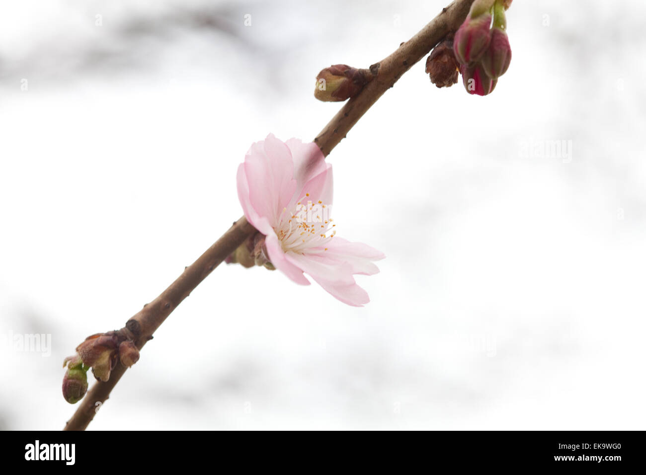 Fiori che sbocciano sui rami di sakura blossoms contro il Foto Stock