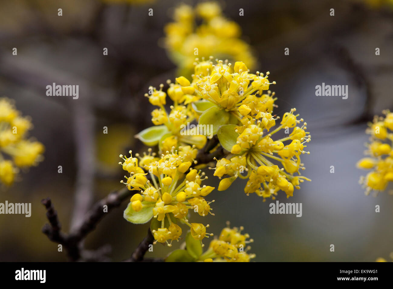 Fioritura di fiori gialli sui rami di un albero Foto Stock