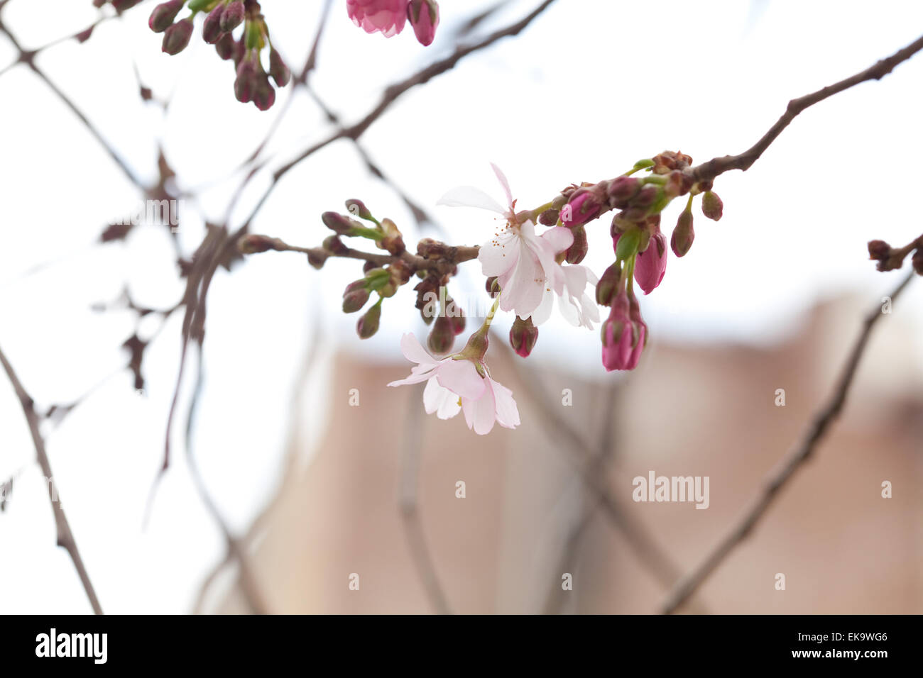 Fiori che sbocciano sui rami di sakura blossoms contro il Foto Stock